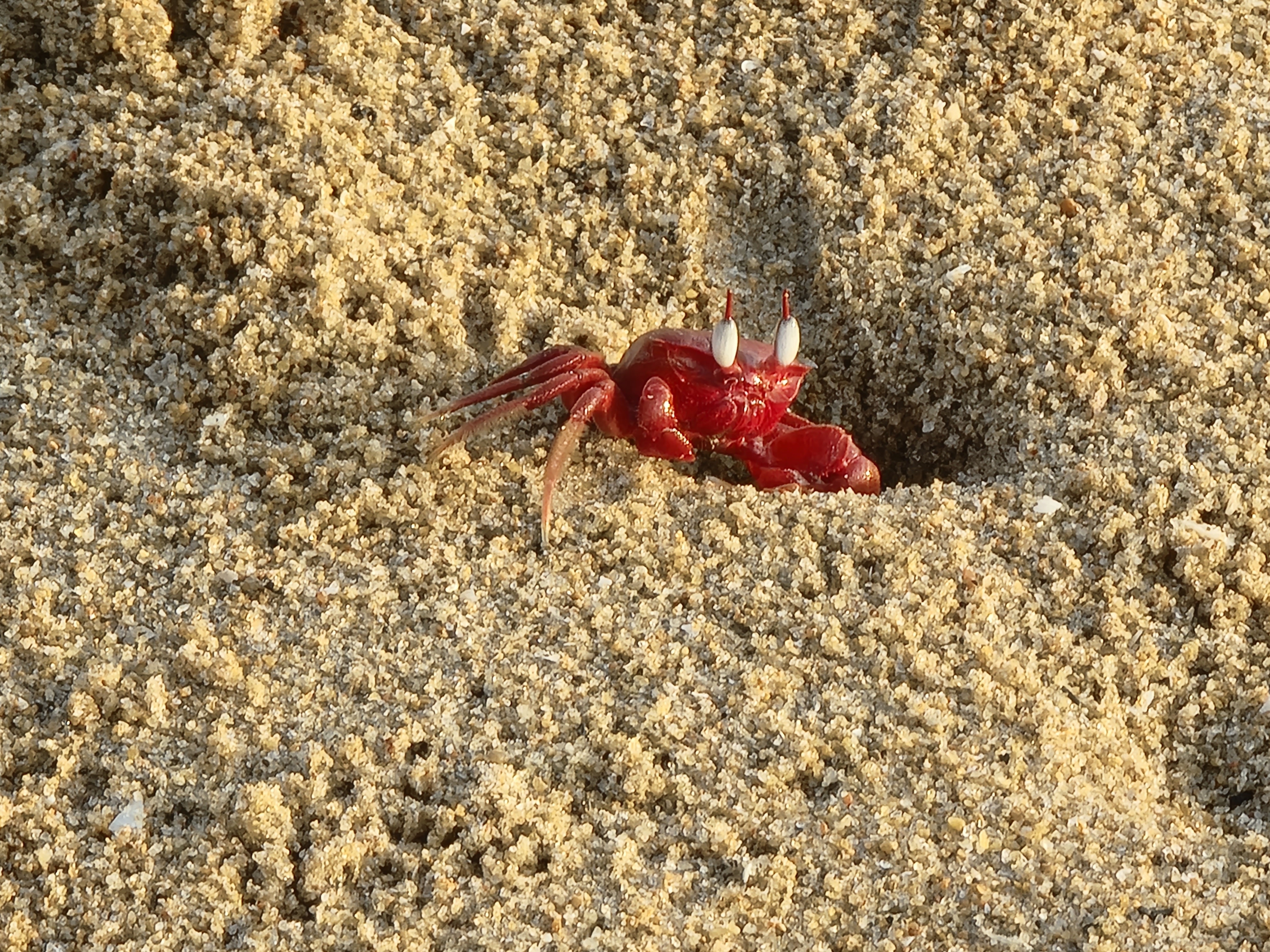 Red crab on sand