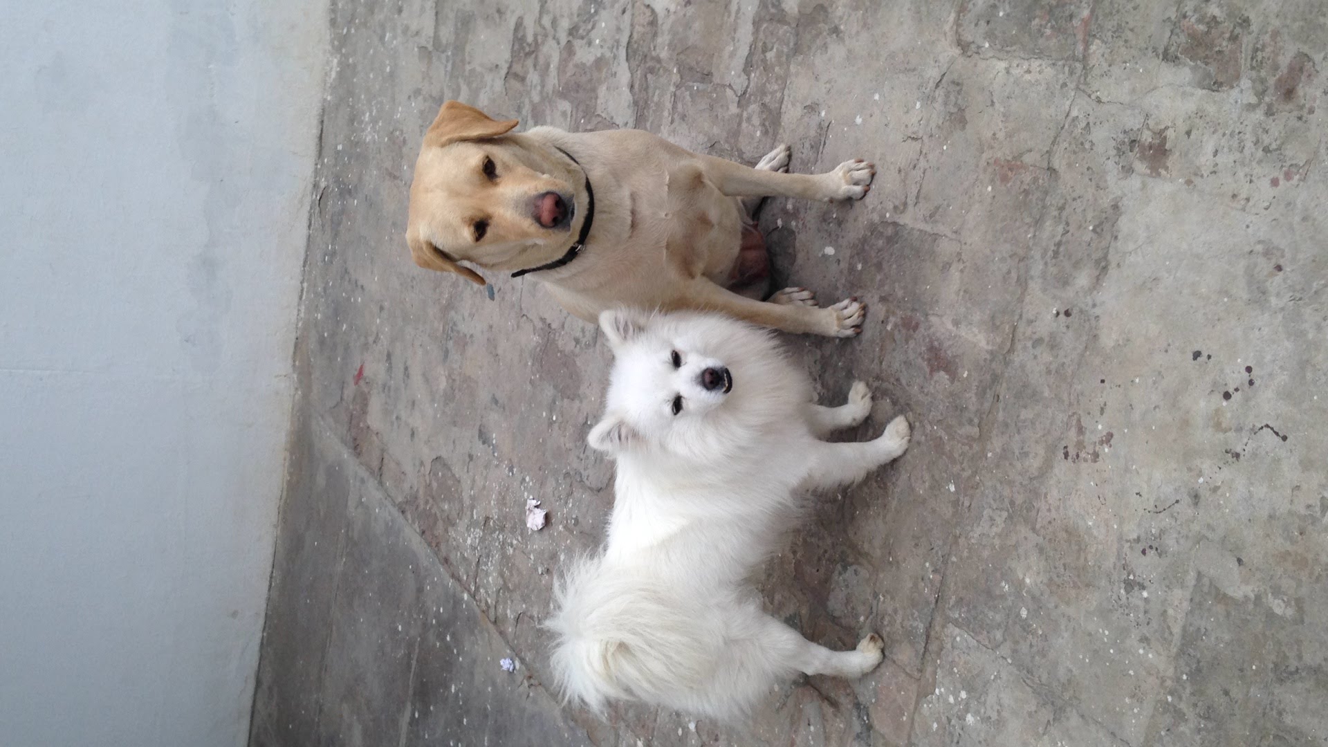 Two dogs on stone terrace