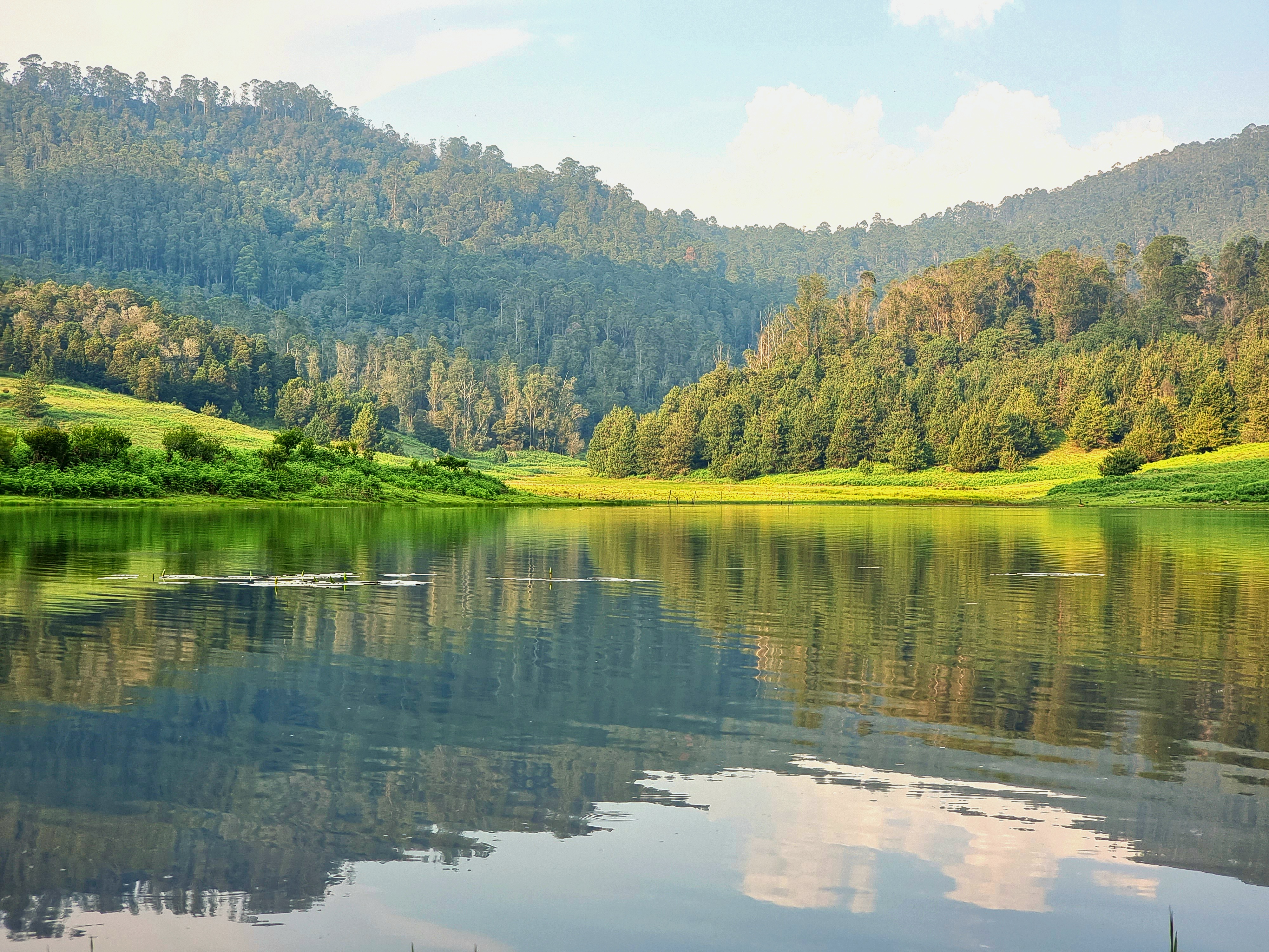 Forest lake landscape