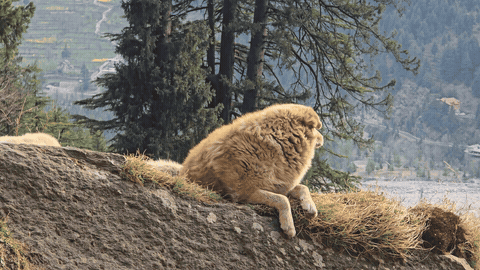 Sheep resting on hillside